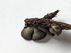 Resupinatus alboniger