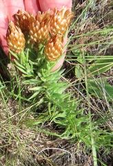 Helichrysum herbaceum