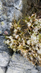 Deschampsia antarctica