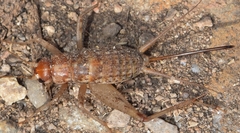 Gryllomorpha longicauda