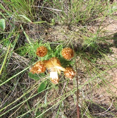 Helichrysum herbaceum