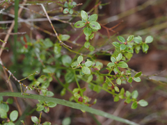 Vaccinium myrsinites