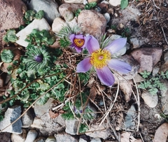 Pulsatilla vulgaris