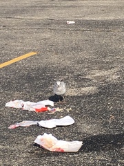 Larus delawarensis