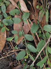 Crotalaria rotundifolia