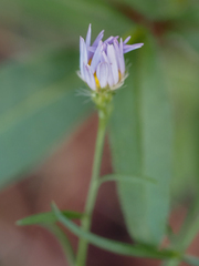 Symphyotrichum simmondsii