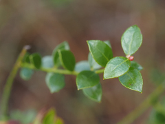 Vaccinium myrsinites