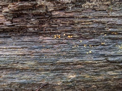 Arachnopeziza trabinelloides