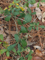 Rubus cuneifolius