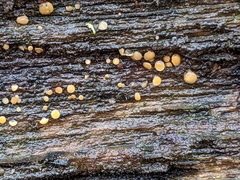 Arachnopeziza trabinelloides