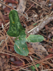 Smilax auriculata