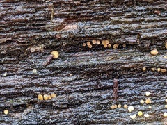 Arachnopeziza trabinelloides