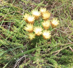 Helichrysum herbaceum