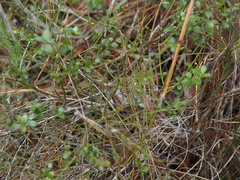 Vaccinium myrsinites