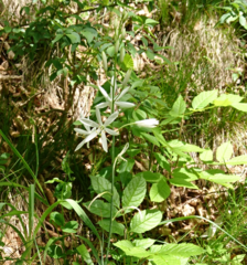 Anthericum liliago
