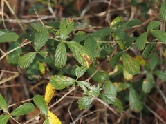 Rubus cuneifolius