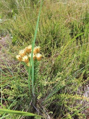 Helichrysum herbaceum