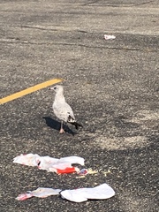 Larus delawarensis