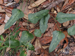 Smilax auriculata