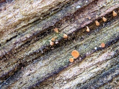 Arachnopeziza trabinelloides