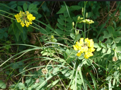 Coronilla coronata