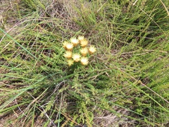 Helichrysum herbaceum