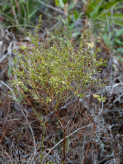 Vaccinium myrsinites