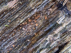 Arachnopeziza trabinelloides