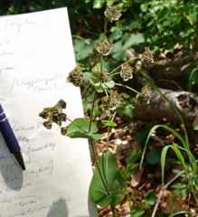 Bupleurum longifolium
