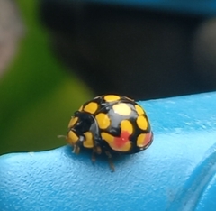 Cheilomenes sulphurea