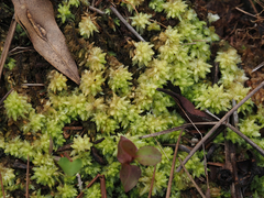 Sphagnum perichaetiale