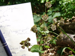 Bupleurum longifolium