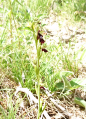 Ophrys insectifera
