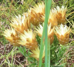 Helichrysum herbaceum