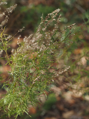 Eupatorium compositifolium
