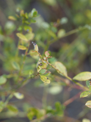 Vaccinium myrsinites