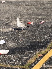 Larus delawarensis