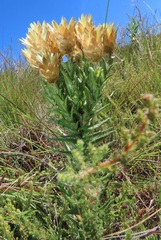 Helichrysum herbaceum