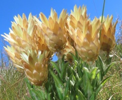 Helichrysum herbaceum