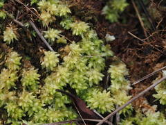 Sphagnum perichaetiale