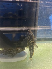 Synodontis schoutedeni