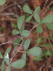 Rubus cuneifolius