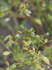 Vaccinium myrsinites