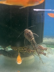 Synodontis schoutedeni
