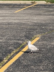 Larus delawarensis