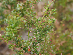 Vaccinium myrsinites