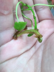 Hydrocotyle ranunculoides