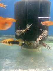 Synodontis schoutedeni