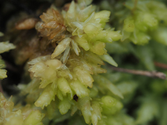 Sphagnum perichaetiale