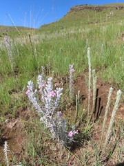Helichrysum glomeratum